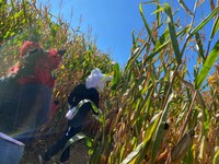 through the maze