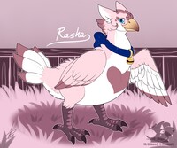 Rasha