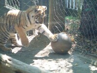 Yuri and the Ball 4