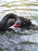 *splashes*