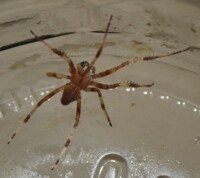 Yet another spider