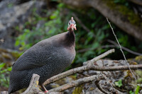 helmeted guineafowl