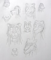 Large Feline practice heads I