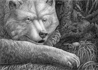 Bear's portrait