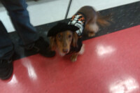 Howl'o'weiner 