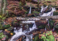 Forest Flow