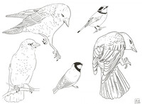 Jackdaw and titmouses