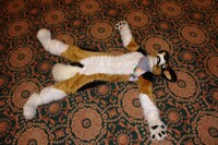 Noodles after Eurofurence