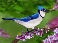 Bluejay