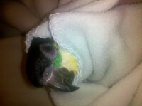 Bird Burrito