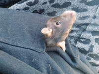 Aria's Outside Visit 🐀