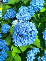 Blue Rhododendrons