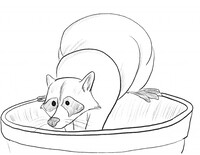 Raccoon, 20 November 2021