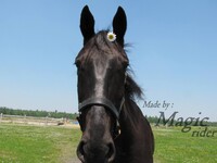 Pic of my horse