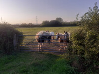 Drawing Equite a Crowd