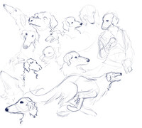 borzoi studies :)