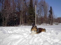 My dog