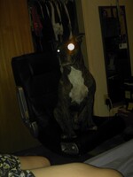 Kapone the demon dog