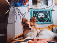 A new dog! A FOX!?
