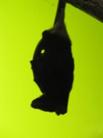 I'm Batty for You
