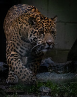 Prowling Jaguar