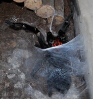 G. pulchra. sperm web