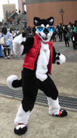 Husky rocks