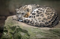 I'm resting...