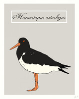 Eurasian Oystercatcher