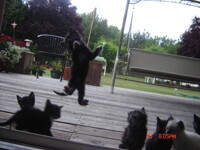 Insert Cat Joke Here.