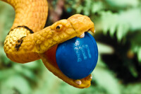 Corn Snakes.