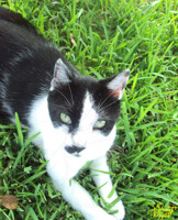 Eyes, Greener than grass...