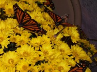 bugfair