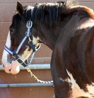 Draft horse bath time 1