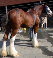 Draft horse bath time 3