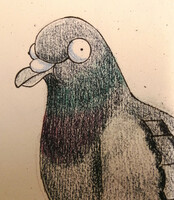 Domestic pigeon