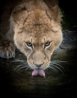 Thirsty Lioness