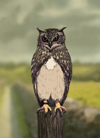 Owl