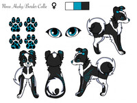 Ref Of My OC Nova Border Collie/Husky