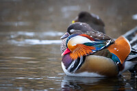 Mandarin Duck - Snowing