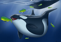 Orca in a school of mahi
