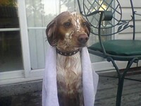 Clean doggy