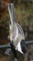 Chickadee Looking Down