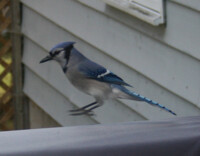 Hover Jay!