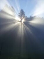 "Woah That tree is holy."