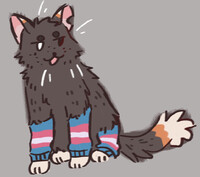 he's got mismatched socks and he meows all the time