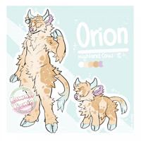 'Orion' Highland Cow Adopt (Closed)