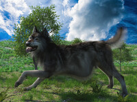 Timber wolf and Zoey 6/6