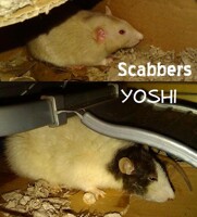 Scabbers and Yoshi
