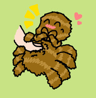 Cute Spider gets pet belly